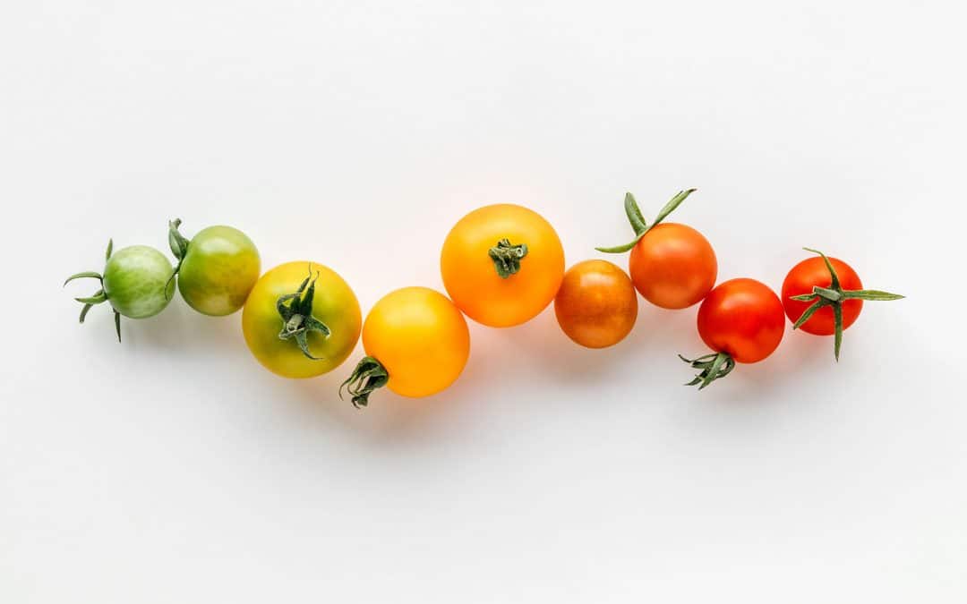 Vegetarian Support Program